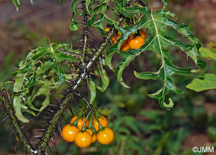 Solanum Atropurpureum